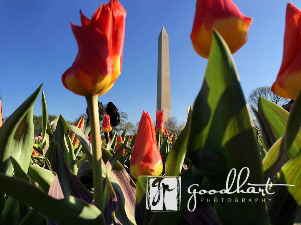 Worms Eye View of Washington Monument