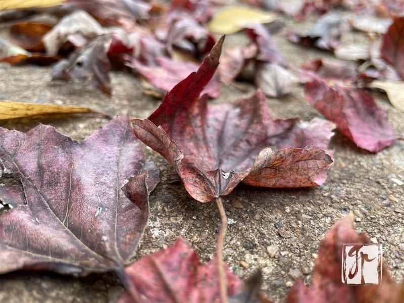 Grace Notes in Scattered Leaves