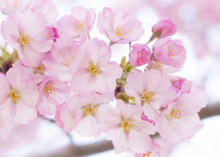 How to Take A Forest Bath (and why it’s a good idea)