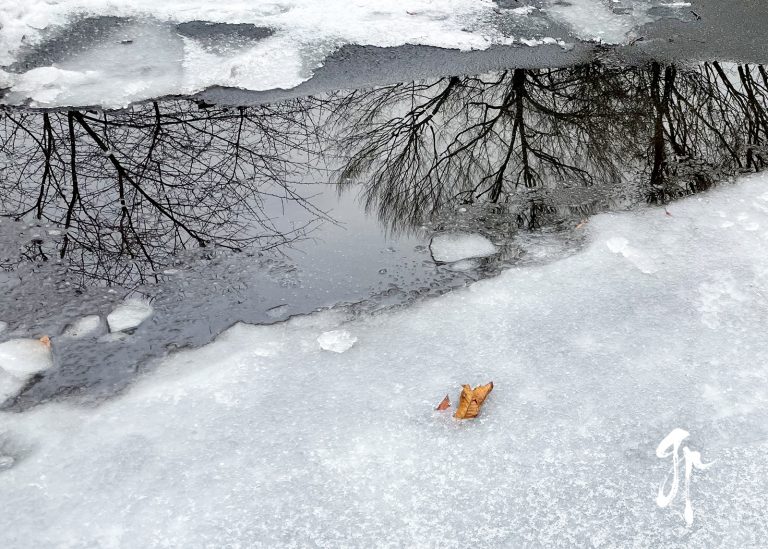 Take a Mindful Photo Walk to Reduce Stress, Increase Joy, and Have Fun.