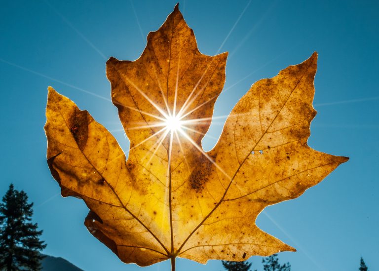 Photo Challenge:  Photographing Sun Flare