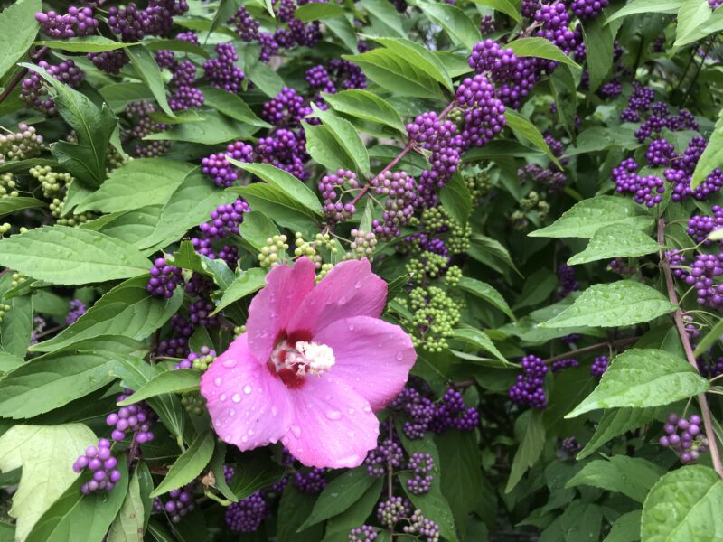 A pink flower standing out from purple flowers