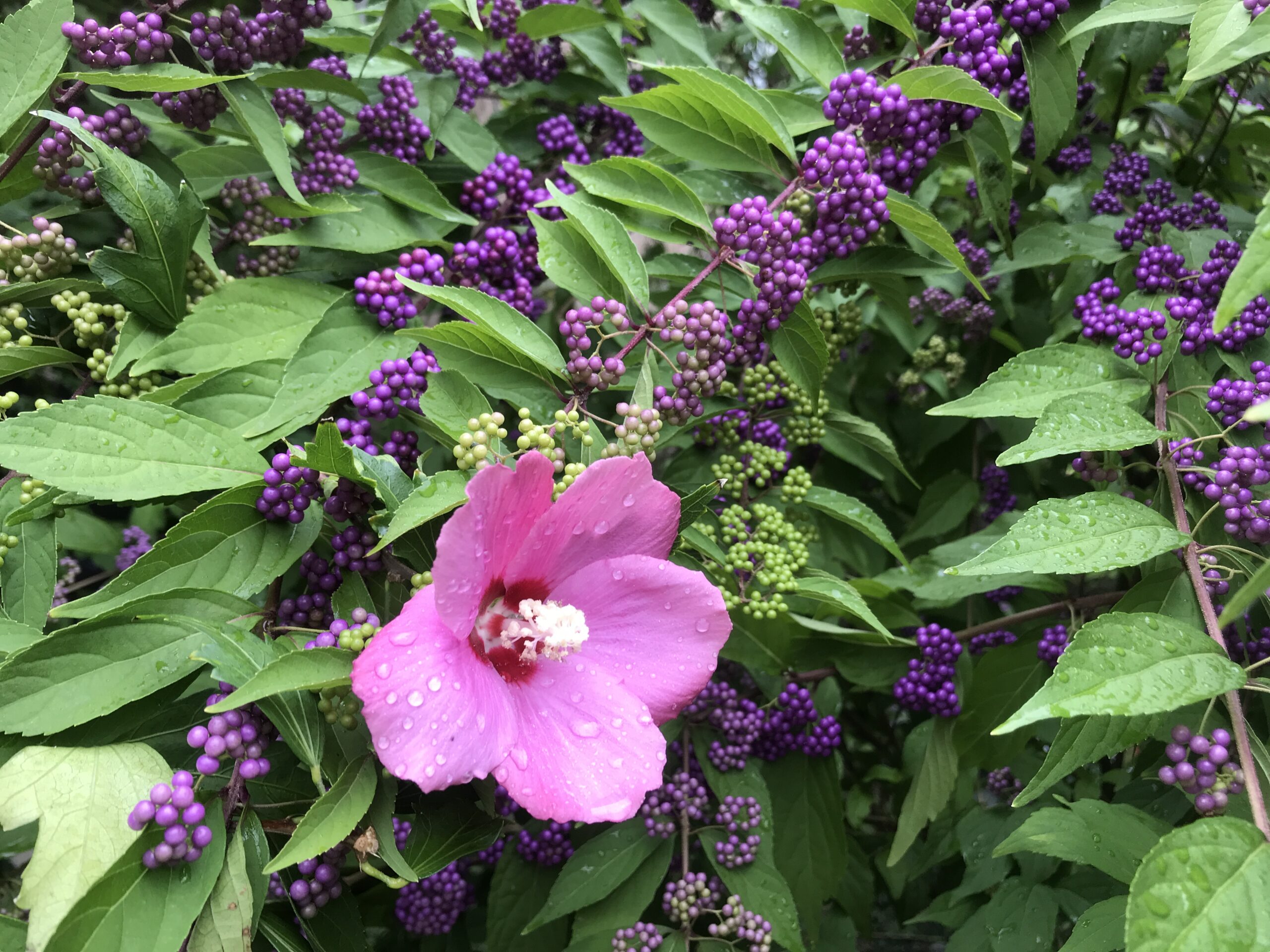 A pink flower standing out from purple flowers